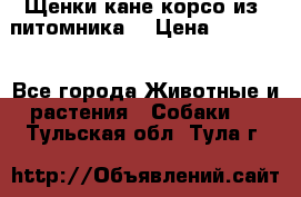 Щенки кане корсо из  питомника! › Цена ­ 65 000 - Все города Животные и растения » Собаки   . Тульская обл.,Тула г.